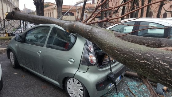 Los arboles italianos también caen sobre los coches